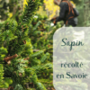 récolte des branches de sapin dans la fôret