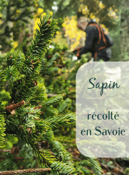 récolte des branches de sapin dans la fôret