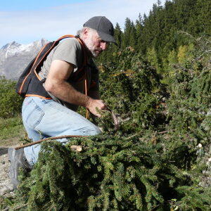 Récolte de branches en forêt