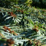 Belle branche de sapin en forêt