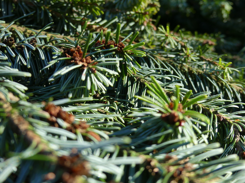 Belle branche de sapin en forêt